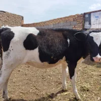 گوساله  ماده سیمینتال