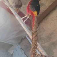 جوجه زینتی بلژیکی