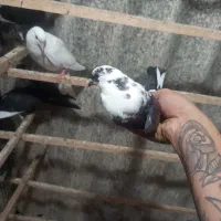 جوجه کبوتر