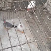 نرگسی|پرنده|سراوان, |دیوار