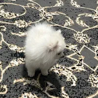 سگ پامر|سگ|تهران, مهرآباد جنوبی|دیوار