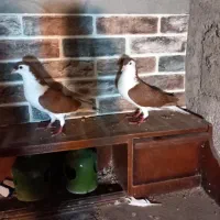 کبوتر چادری یا افشون|پرنده|بندر انزلی, سید آسیه|دیوار