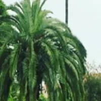 فروش درخت فونیکس ۳۰ساله رویان