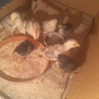 جوجه مرغ   چهل تاج ریشو|حیوانات مزرعه|اسفراین, |دیوار