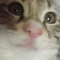 واگذاری گربه