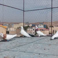 طوقی و دمسیاه ماده|پرنده|میانه, |دیوار