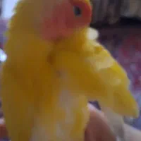 طوطی برزیلی گمشده