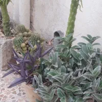 گل ساکولنت پرز دار  و انواع کاکتوس مقاوم وشاداب|گل و گیاه طبیعی|شیراز, تاچارا|دیوار