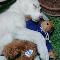 سگ هاسکی سامویید