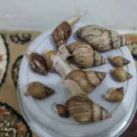 حلزون|خزنده|کرج, حصارک پایین|دیوار