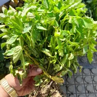 انواع شتل عمده و خرده(نشاء)