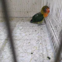 کوتوله موجود هست|پرنده|تربت جام, نظامی|دیوار