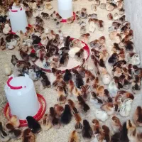 جوجه گلپایگان ده روزه