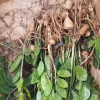 زاموفیلیا بصورت ریشه/حسن رحمانی|گل و گیاه طبیعی|قائن, |دیوار