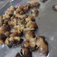 حلزون آچاتینا