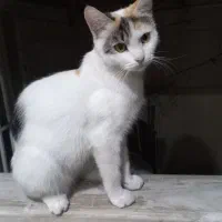 واگذاری گربه