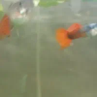 ماهی گوپی مولی سوارتل گلدفیش کت فیش کوریدوراس|ماهی|تهران, گلستان (شهرک راه آهن)|دیوار