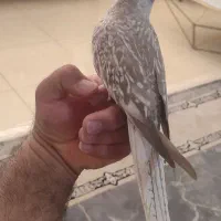 عروس هلندی ایزوبلا|پرنده|شیراز, تاچارا|دیوار