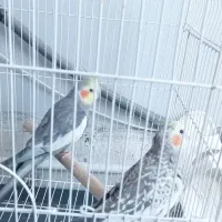 عروس هلندی مولد جوجه بزرگ کن