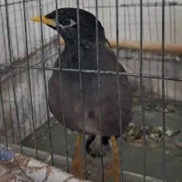 مرغ مینا