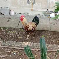 فروش غاز و خروس بالغ|حیوانات مزرعه|چالوس, |دیوار