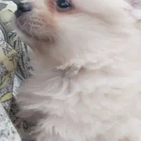 فروش سگ پامر دوماهه