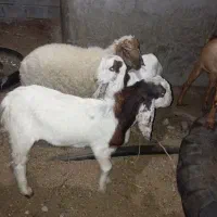 چپشت دو رگ پاکستانی.میش