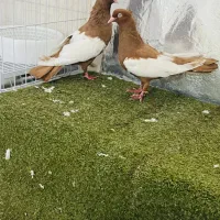 جوجه سینه زرد قواره دار