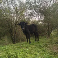 ورزا چالوسی دوتا باهم