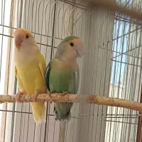 طوطی های برزیلی|پرنده|اردبیل, |دیوار