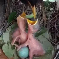 فروش جوجه مینا از 15ه تا 20روزه)قناری خارجی تعداد