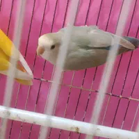 کوتوله نر آماده معاوضه با کوتوله نر
