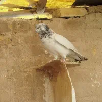معاوضه با پلاکی|پرنده|اصفهان, بهارستان|دیوار