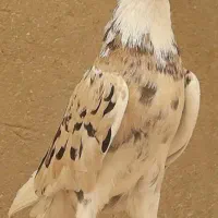 کود‌کفترتمیز