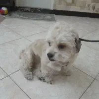 سگ شیزوفرنی کراس