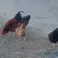 فروش ۱۰عددمرغ|حیوانات مزرعه|کلیائی, |دیوار