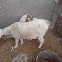 سلام گوسفند بابره نر 4ماهه