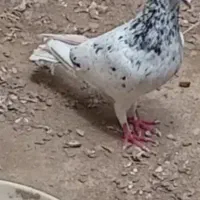 کبوتر