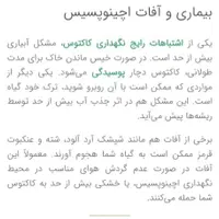 کاکتوس طبیعی گلدار اچینوپسیس اوکسیژونا|گل و گیاه طبیعی|سیاهکل, |دیوار