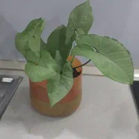 گل سینگونیوم خرگوشی پرپشت|گل و گیاه طبیعی|ارومیه, |دیوار