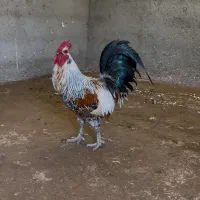 مرغ و خروس گلین لری(محلی)