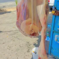 گوشت بره تازه