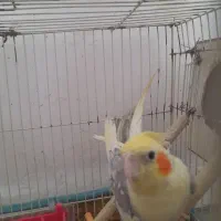 عر وس نرو ماده|پرنده|چناران, |دیوار