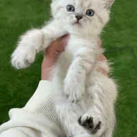 گربه بریتیش اصیل درحضور مشتری اهواز و خوزستان