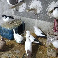 کبوتر|پرنده|ضیاء آباد, |دیوار