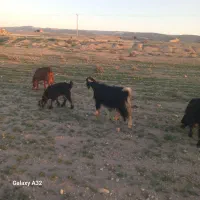 ۶عدد بز کره دار درجه یک