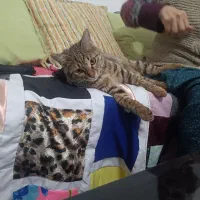 فروش و واگذاری گربه 7ماه «نر»