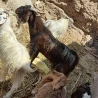 نری چاق