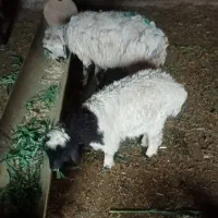 میش بره دار وشیشک چاق