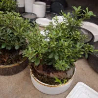 بنسای|گل و گیاه طبیعی|مشهد, نیروی هوایی|دیوار